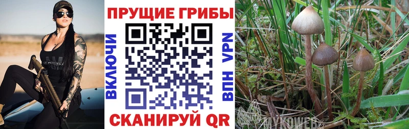 Купить закладки  Волхов  Псилоцибиновые грибы ЛСД 